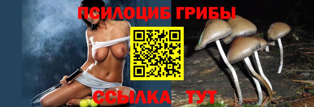 Канаш  Галлюциногенные грибы Psilocybine cubensis  Вход с VPN 